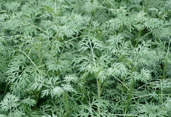 Pale green plants of Common Wormwood