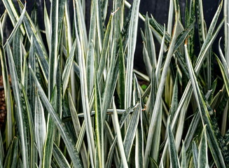 Obraz premium Snake plant 'Bantel's Sensation' tiny spiked leaves
