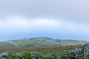 Pastures leading to the sea with hydrangeas in the foreground on the island of Corvo in the Azores, Portugal.