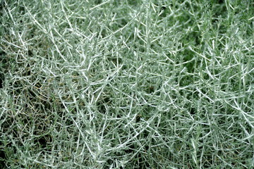 Pale green color of Cushion-Bush plant