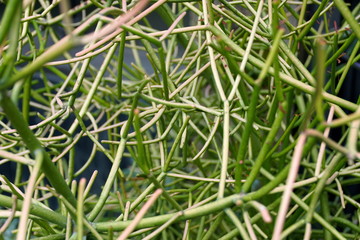Tiny branches of Yucca plant, from Agave family