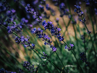 lavender
