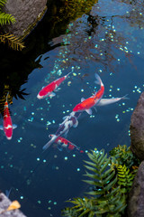 Fancy carps fish are swimming in water, Colorful Koi fish.