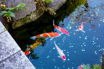 Fancy carps fish are swimming in water, Colorful Koi fish.