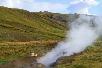 Sheep Resting in Western Iceland's Thermal Green Hills During Summertime