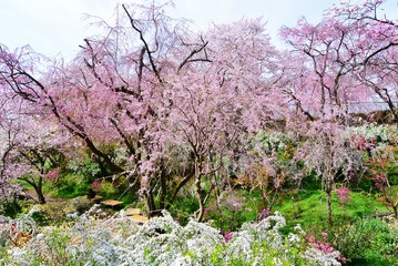雪柳の花と枝垂桜の花です