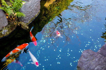 Fancy carps fish are swimming in water, Colorful Koi fish.