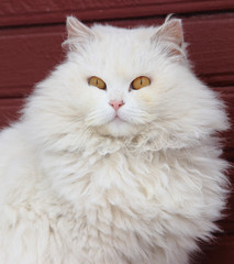 Fototapeta premium A white furry cat looks away from the brown wall of the house.