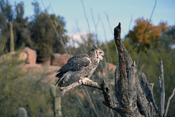 Great Horned Owl Perched in Tree Feeding in Sonoran Desert