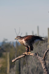 Ferruginous Hawk Perched on Treein Sonoran Desert