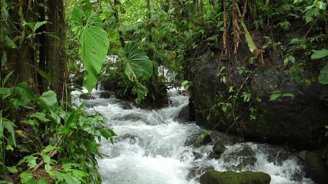 Slow motion shot of a clear water mountain stream running through pristine montane rainforest in Carchi province in Western Ecuador with giant arum leaves overhanging river
