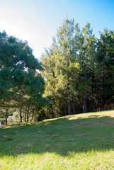  Panoramic view of reforested green area, planned area for housing, outdoor space, blue sky at sunset in Guatemala.