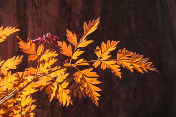autumn leaves on dark background