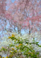 山吹の花と枝垂桜の花です