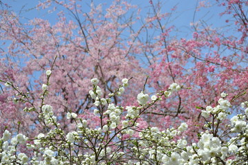 白色の桃の花と枝垂桜の花です