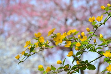 山吹の花と枝垂桜の花です