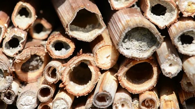 Bug hotel box for wild solitary bees. Bees flying in front of insect hotel looking for female bees. Osmia Bicornis and Osmia caerulescens