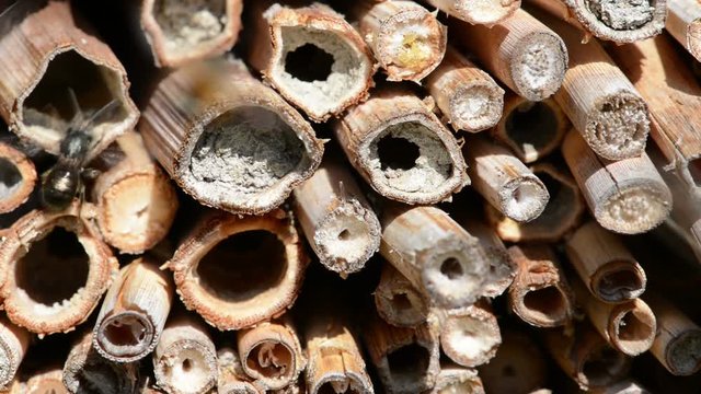 solitary bees cleaning their body front of insect hotel. Osmia Bicornis and Osmia caerulescens bees.
