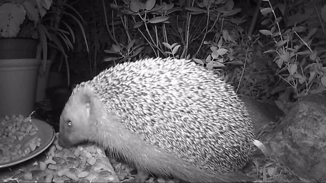 European hedgehog (Erinaceus europaeus) looking for on a garden terrace.