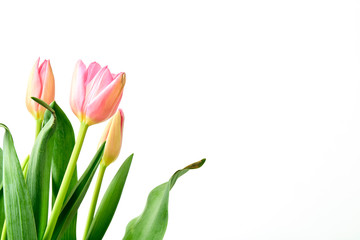 Fresh Pink Tulips on a white background