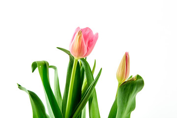 Fresh Pink Tulips on a white background