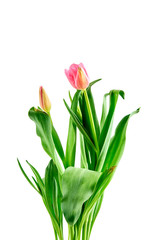 Fresh Pink Tulips on a white background