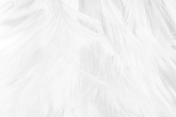 Obraz premium Beautiful white feather pattern texture background