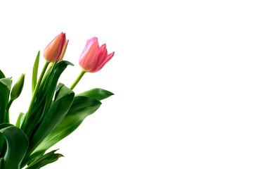 Fresh Pink Tulips on a white background