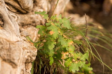 new growth of oak leaves from dead stump