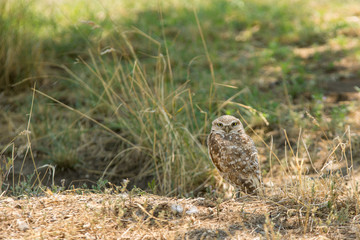 borrowing owl standing over it borrow