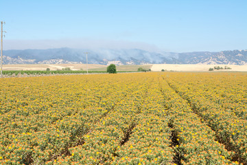wildfire burning behind safflower crop