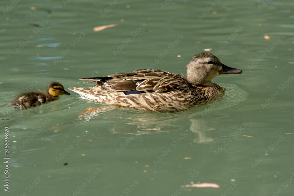 Wall mural female mallard hen swimming with duckling chick