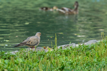 mourning dove perched on rock by waters edge through grass