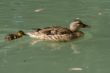 female mallard hen swimming with duckling chick