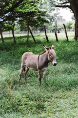 Burro caminando en el campo