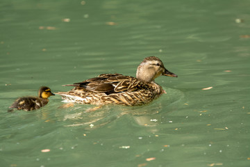 female mallard hen swimming with duckling chick