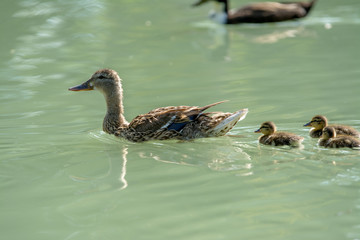 female mallard hen swimming with duckling chick