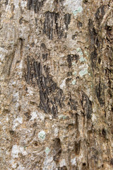 View of tree bark texture and background. Use for nature concept