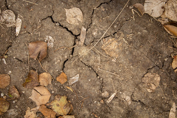 Dried leaves over the field. Use for nature concept.