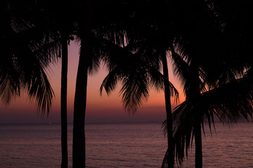 Palm trees silhouette on sunset background at the sea. Tropical evening.