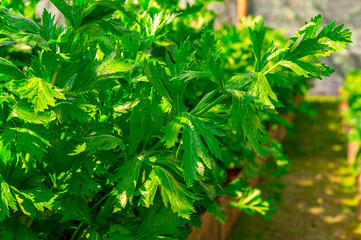 Fresh organic green parsley in the garden