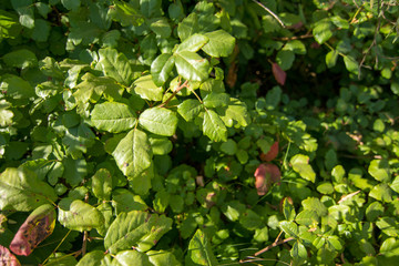 large growth of green poison oak leafs background