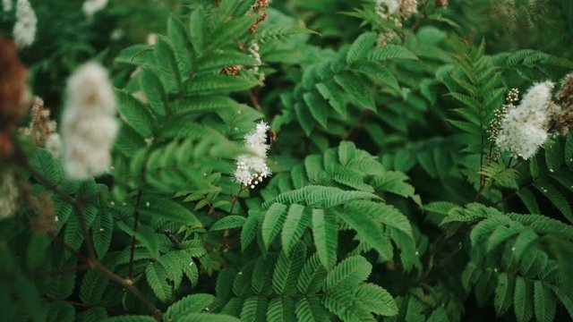 green fern leaves sway from wind with green tree background and bokeh light and wooden floor. green natural background with copy space footage , selective focus with deep of field