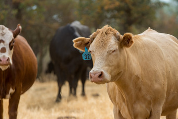 large brown cow closing its eyes 