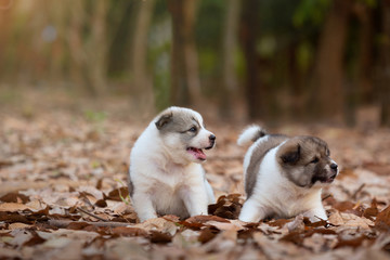 Naklejka na ściany i meble Two puppy dogs playing together outdoors in autumn season.Together concept.