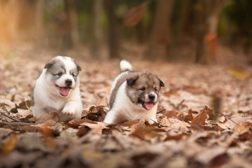 Two puppy dogs playing together outdoors in autumn season.Together concept. © kamonrat