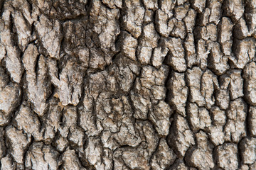 oak tree bark pattern background