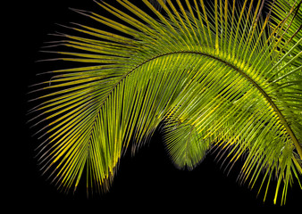 palm tree on black background 