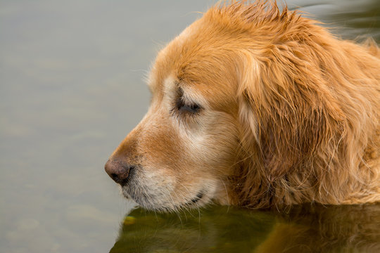 golden retriever dog looking in water while wading