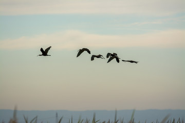 glossy ibis flock flying over rice paddy